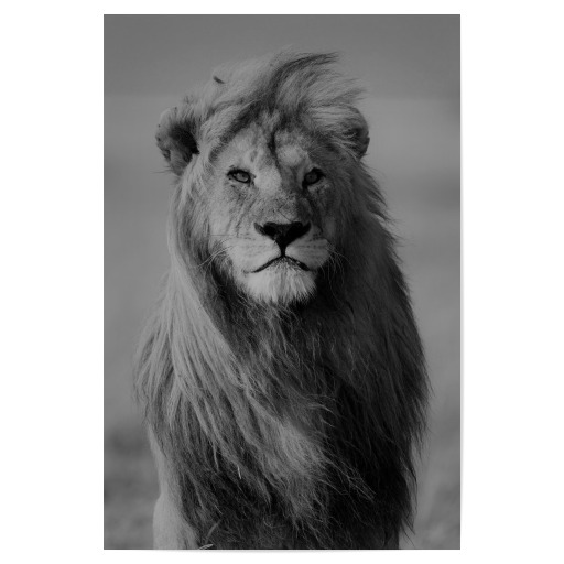 Majestätischer Löwe S/W