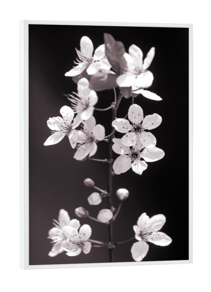 Poster mit weißem Rahmen "Blütenzweig schwarz-weiß" artboxONE - Natur,Floral,Liebe,Für Mama