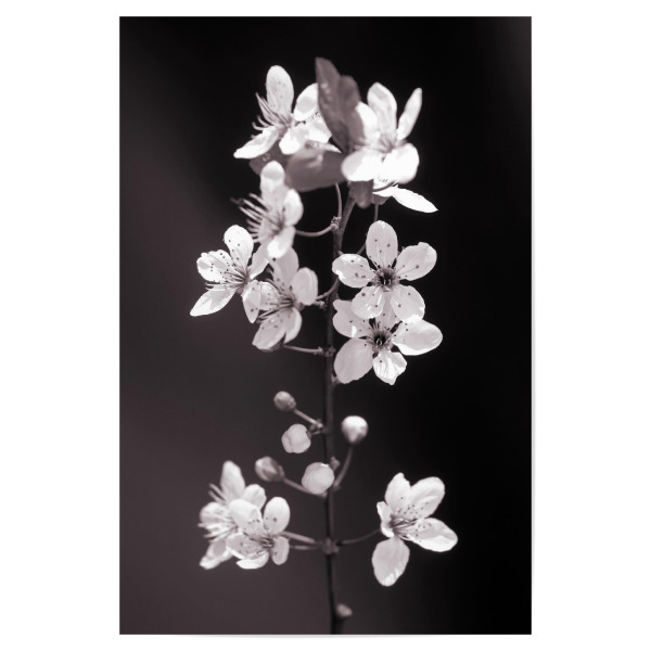 Poster "Blütenzweig schwarz-weiß" artboxONE - Natur,Floral,Liebe,Für Mama