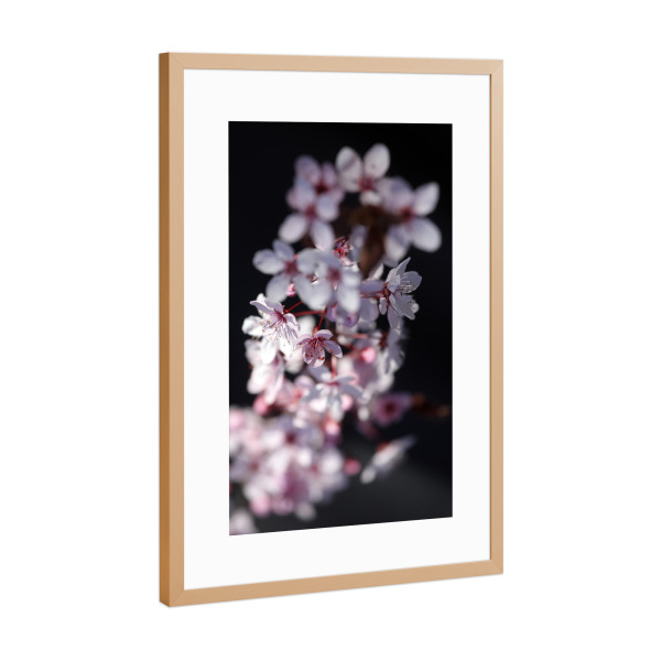 Poster mit Rahmen Kupfer "Pflaumenblüte Rosa Schwarz" artboxONE - Natur,Floral,Liebe