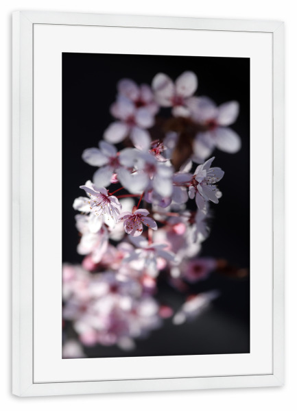 Poster mit Rahmen weiß "Pflaumenblüte Rosa Schwarz" artboxONE - Natur,Floral,Liebe