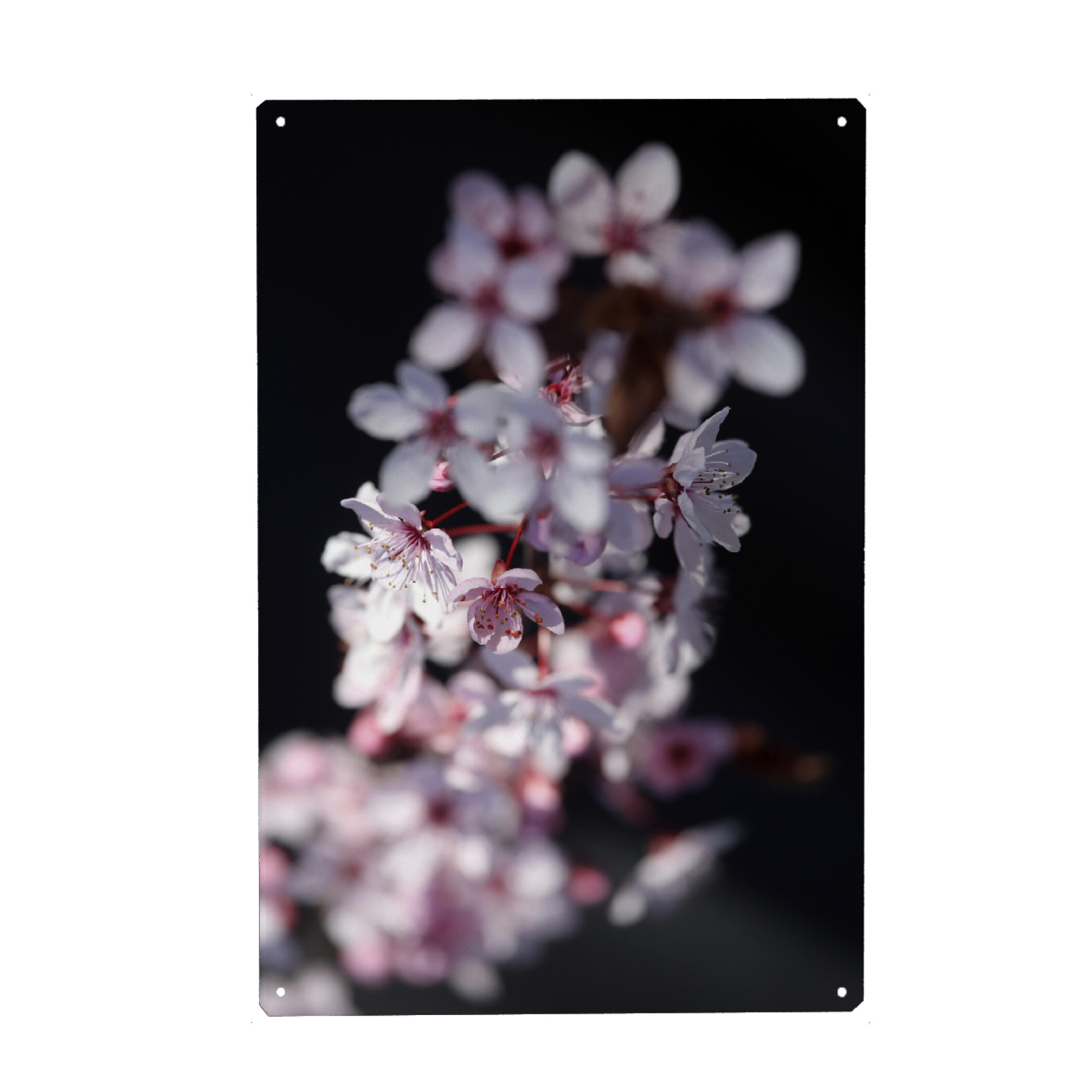 Metall Poster "Pflaumenblüte Rosa Schwarz" artboxONE - Natur,Floral,Liebe