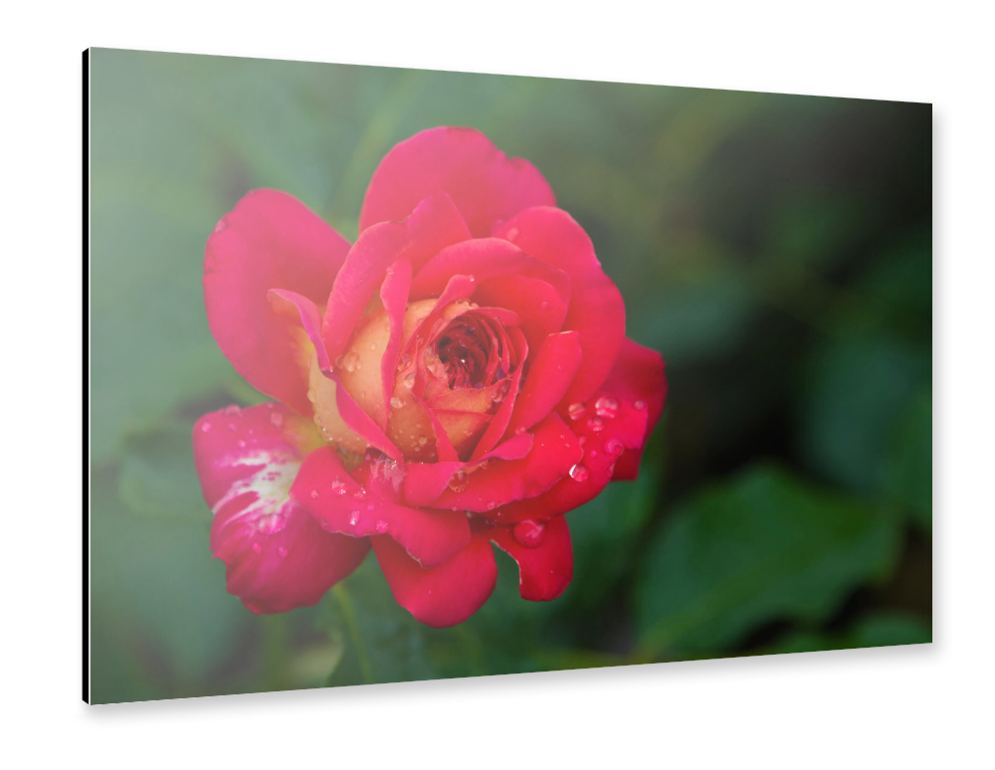 Alu-Dibond "Rote Rose mit Tropfen" 75x50 cm artboxONE