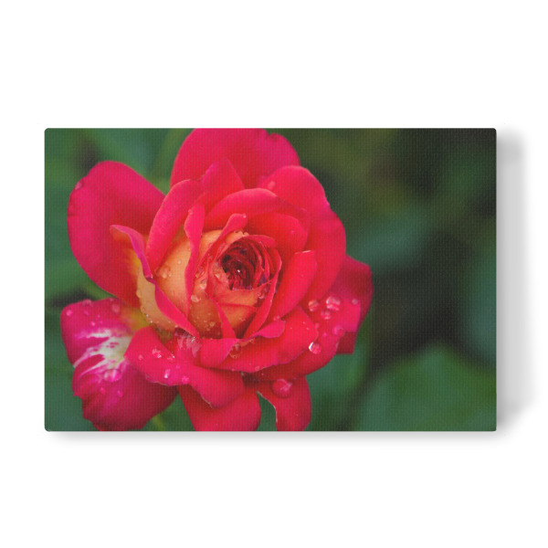Leinwandbild "Rote Rose mit Tropfen" artboxONE - Natur,Floral