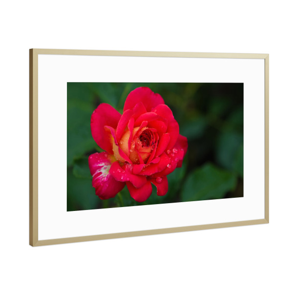 Poster mit Rahmen Gold "Rote Rose mit Tropfen" artboxONE - Natur,Floral