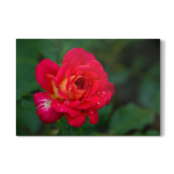 Galerie-Print "Rote Rose mit Tropfen" 30x20 cm artboxONE