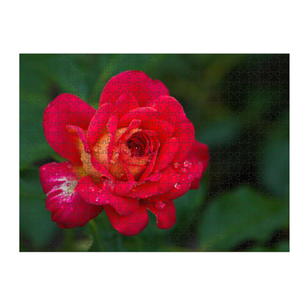 artboxONE Puzzle "Rote Rose mit Tropfen" artboxONE - Natur,Floral