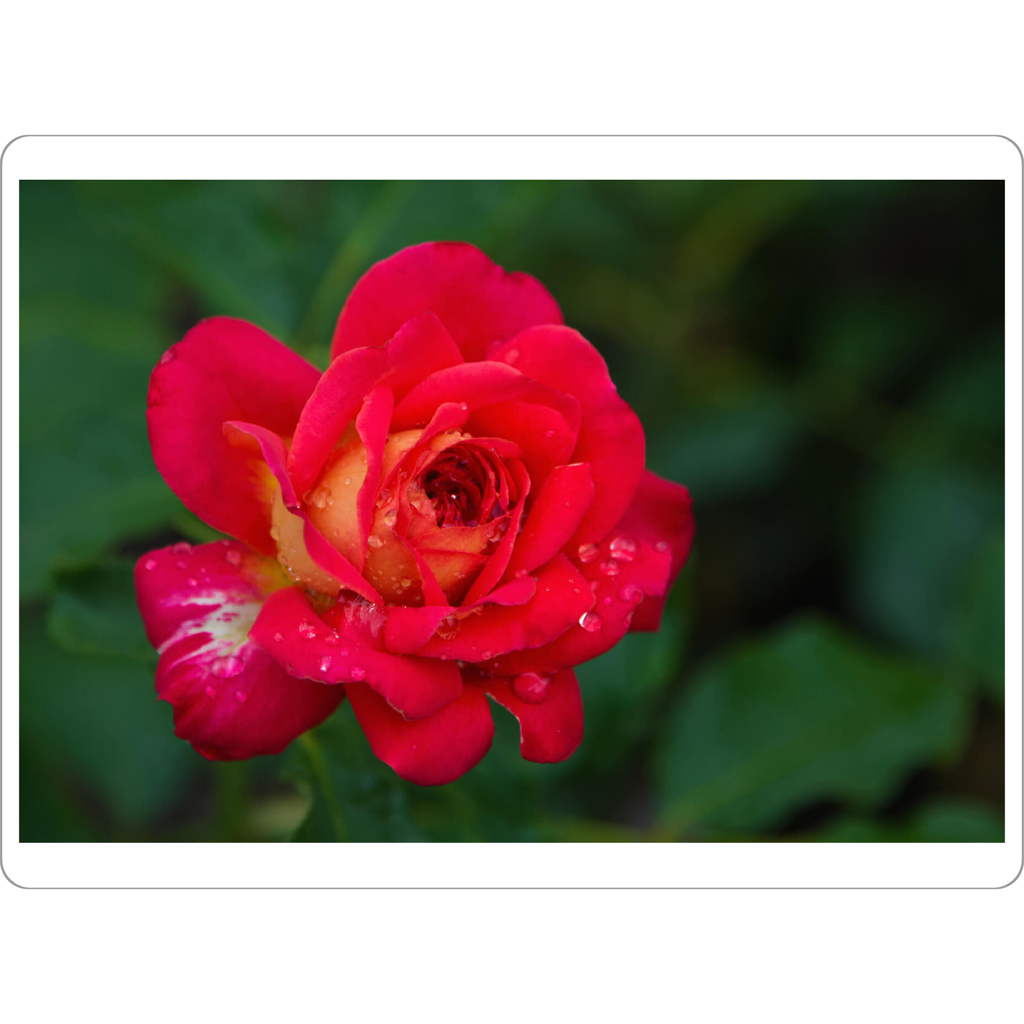 Tischset "Rote Rose mit Tropfen" artboxONE - Natur,Floral