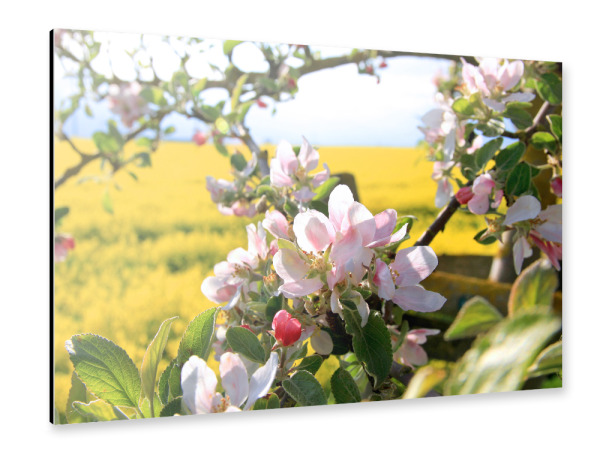 Alu-Dibond "Apfelblüte" 30x20 cm artboxONE