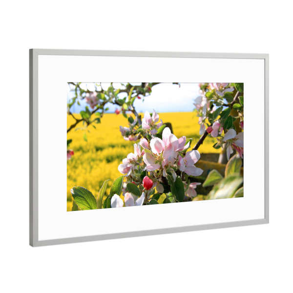 Poster mit Rahmen Silber "Apfelblüte" artboxONE - Natur