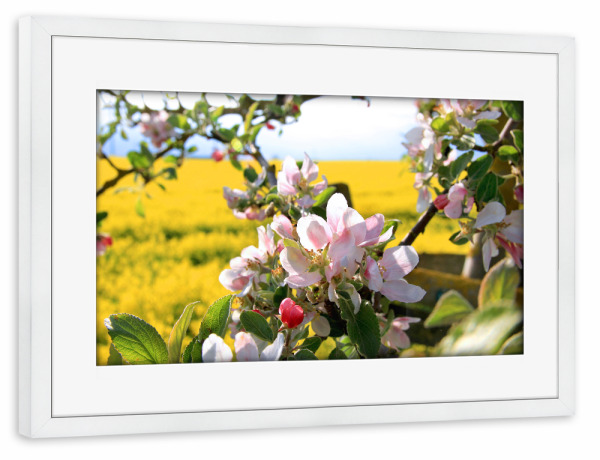 Poster mit Rahmen weiß "Apfelblüte" artboxONE - Natur