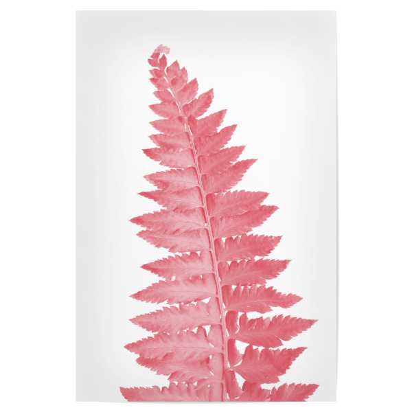 Poster "Pink fern" artboxONE - Natur,Floral - Fern,Leaf,Leaves,Pflanze,Plant,Pink,Blatt,Natur,Nature