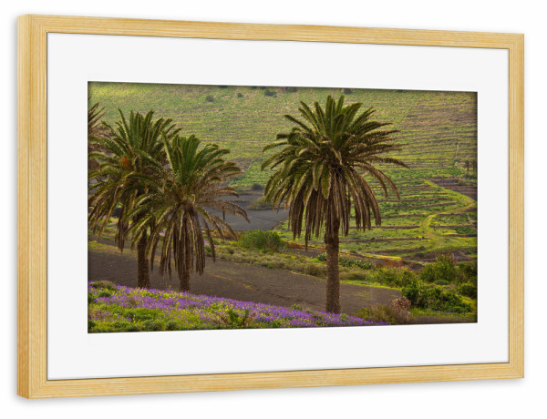 Poster mit Rahmen kiefer "Palmen bei Haria auf Lanzarote" artboxONE - Natur,Reise,Reise / Länder