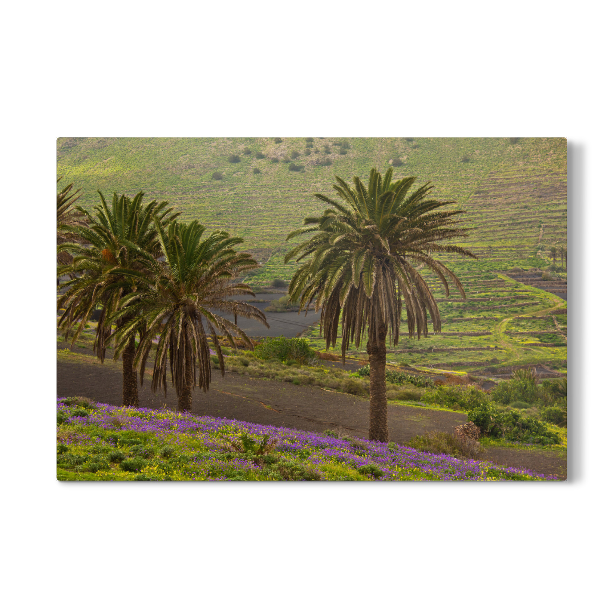 Galerie-Print "Palmen bei Haria auf Lanzarote" 75x50 cm artboxONE