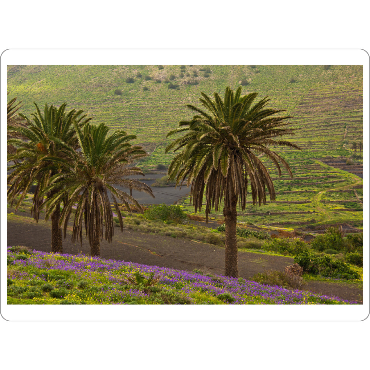 Tischset "Palmen bei Haria auf Lanzarote" artboxONE - Natur,Reise,Reise / Länder