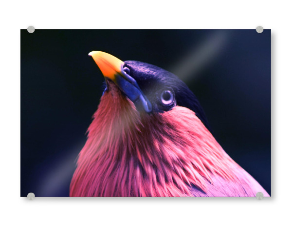 Acrylglasbild "Asiatische Vogelart" artboxONE - Natur,Tiere