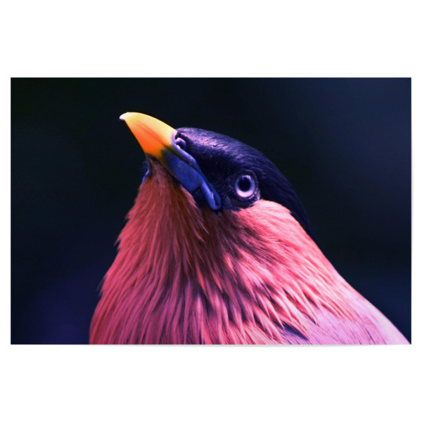 Poster "Asiatische Vogelart" artboxONE - Natur,Tiere