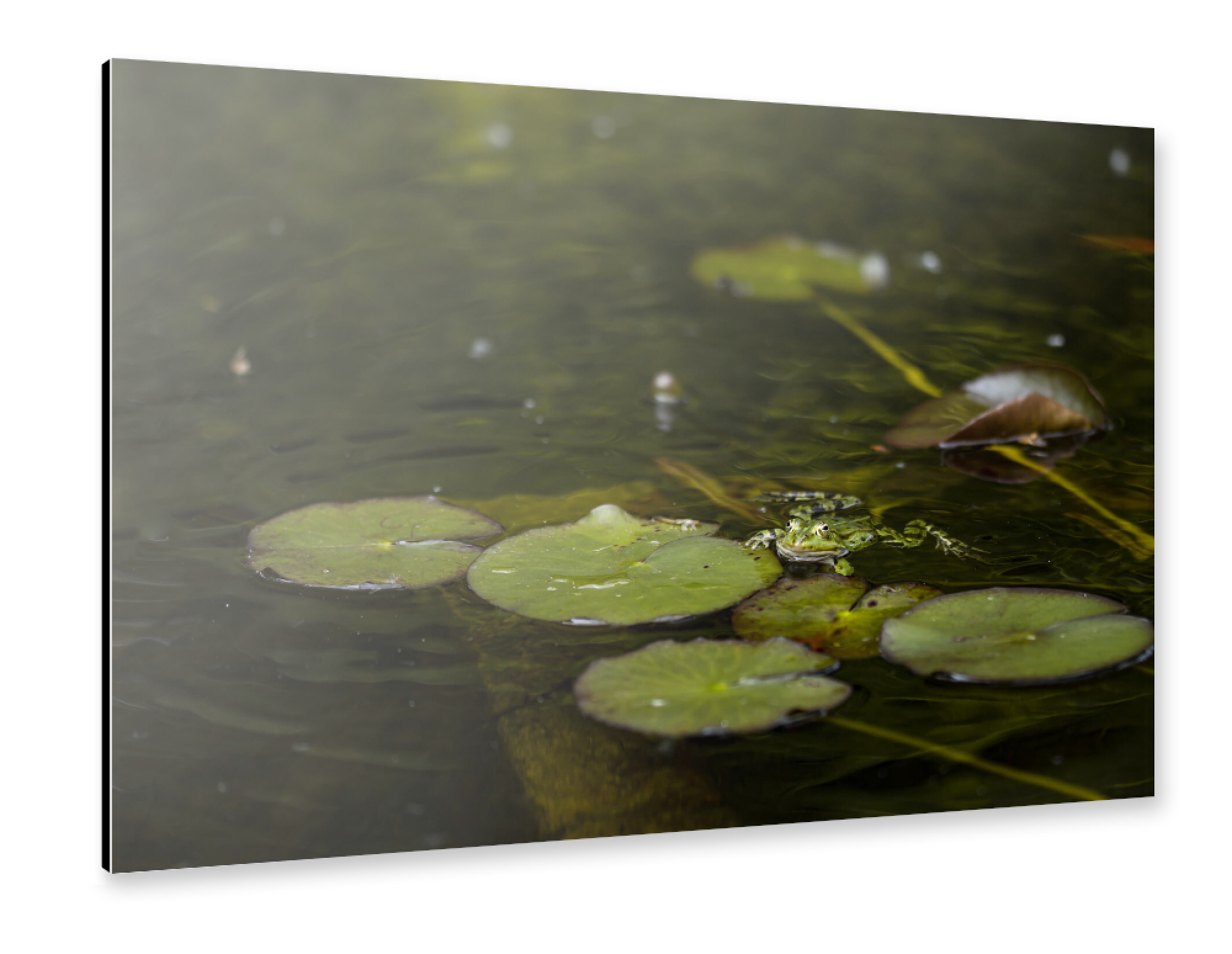 Alu-Dibond "Bath Time" 75x50 cm artboxONE