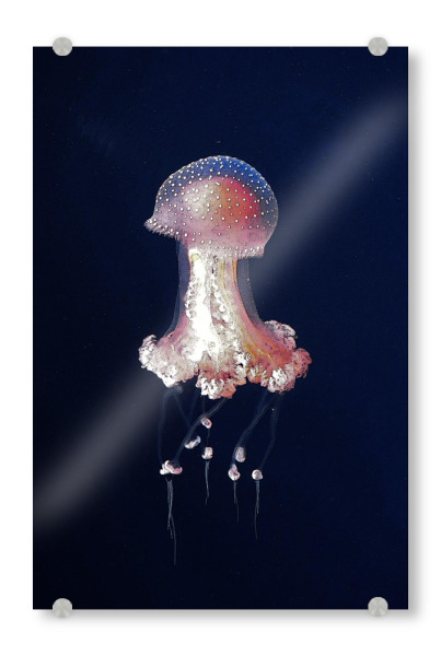 Acrylglasbild "Quallen Ballerina" artboxONE - Natur,Tiere,Reise / Strand und Meer,Unterwasser