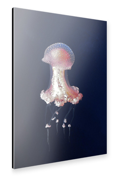 Alu-Dibond "Quallen Ballerina" 30x20 cm artboxONE