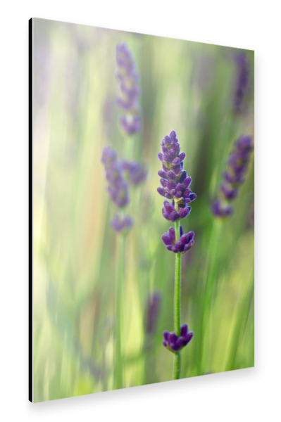 Alu-Dibond "Lavendelblüten" 30x20 cm artboxONE