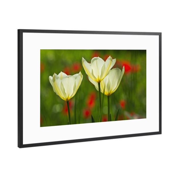 Poster mit Rahmen Schwarz (Metallic) "Weiße Tulpen im Licht" artboxONE - Natur,Floral