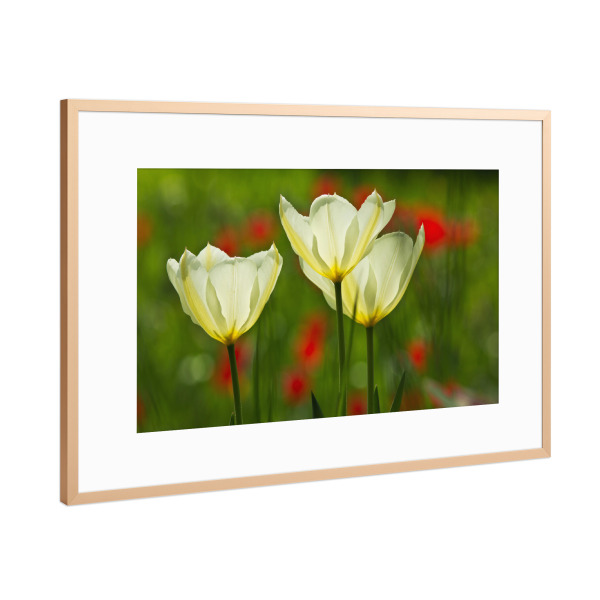 Poster mit Rahmen Kupfer "Weiße Tulpen im Licht" artboxONE - Natur,Floral