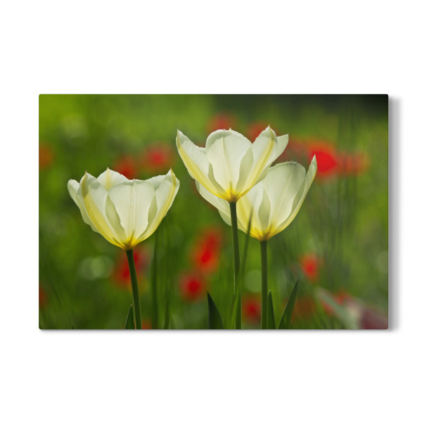Galerie-Print "Weiße Tulpen im Licht" 30x20 cm artboxONE