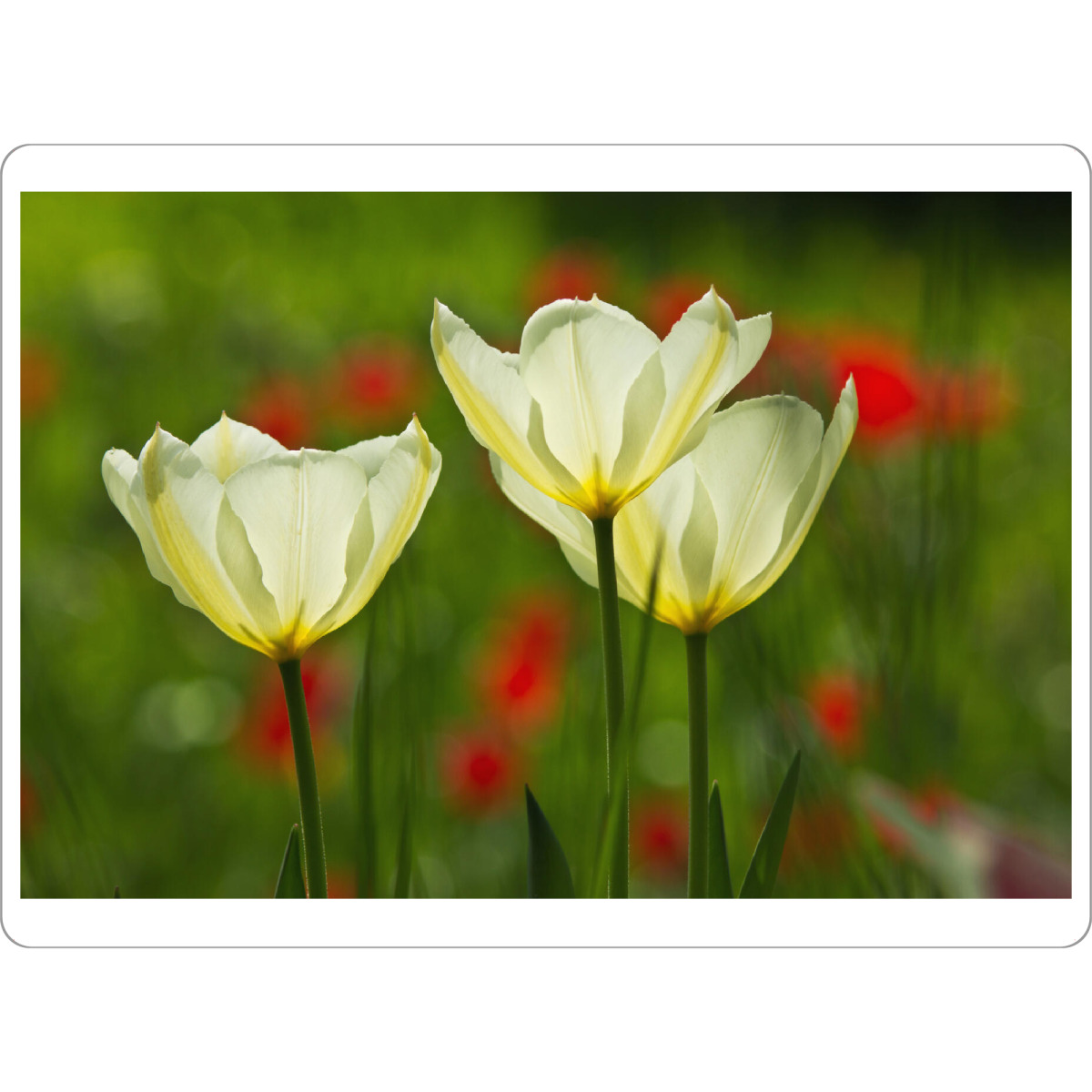 Tischset "Weiße Tulpen im Licht" artboxONE - Natur,Floral