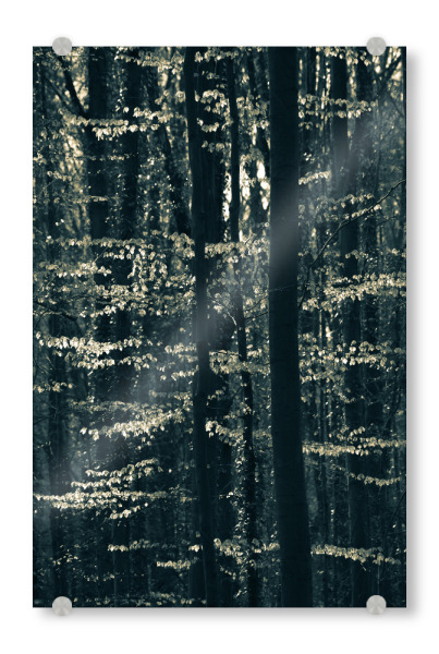 Acrylglasbild "Buchenwald" artboxONE - Natur - Wald,Laub,Buchen,Blätter,Leuchten,Baumstämme,Dunkel,Naturfoto,Forest,Trees,Dark,Leaves,Natur,Nature