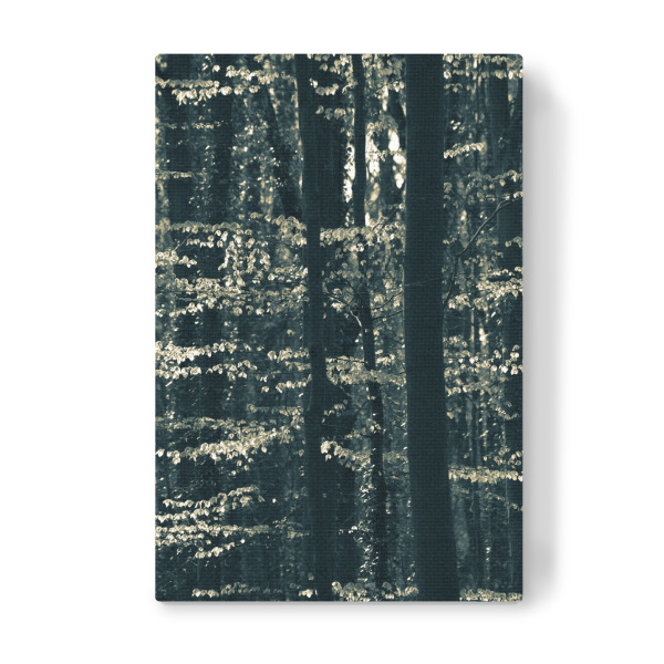 Leinwandbild "Buchenwald" artboxONE - Natur - Wald,Laub,Buchen,Blätter,Leuchten,Baumstämme,Dunkel,Naturfoto,Forest,Trees,Dark,Leaves,Natur,Nature