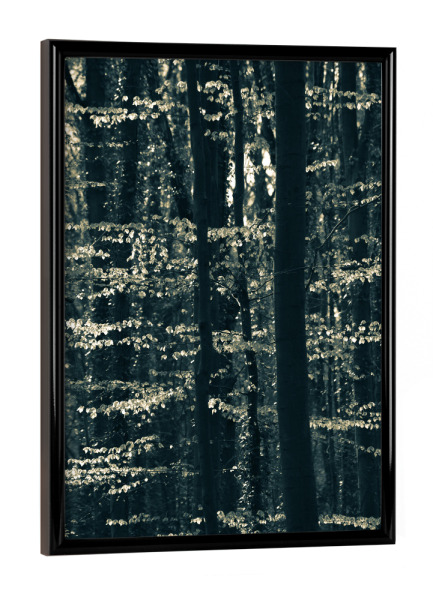 Poster mit schwarzem Rahmen "Buchenwald" artboxONE - Natur