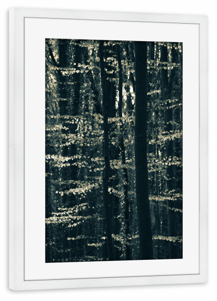 Poster mit Rahmen weiß "Buchenwald" artboxONE - Natur