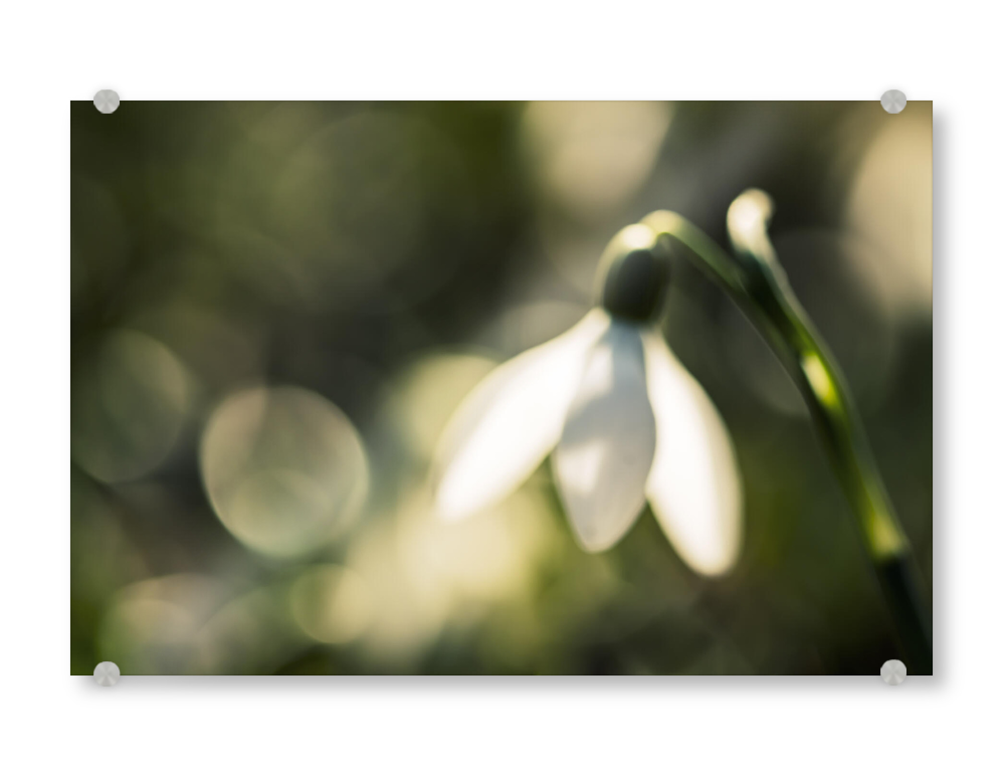Acrylglasbild "Glowing Snowdrop" artboxONE - Natur,Floral,Für Mama