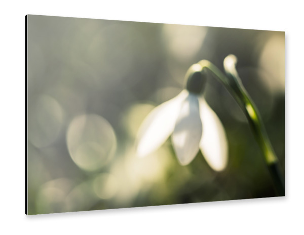 Alu-Dibond "Glowing Snowdrop" 30x20 cm artboxONE