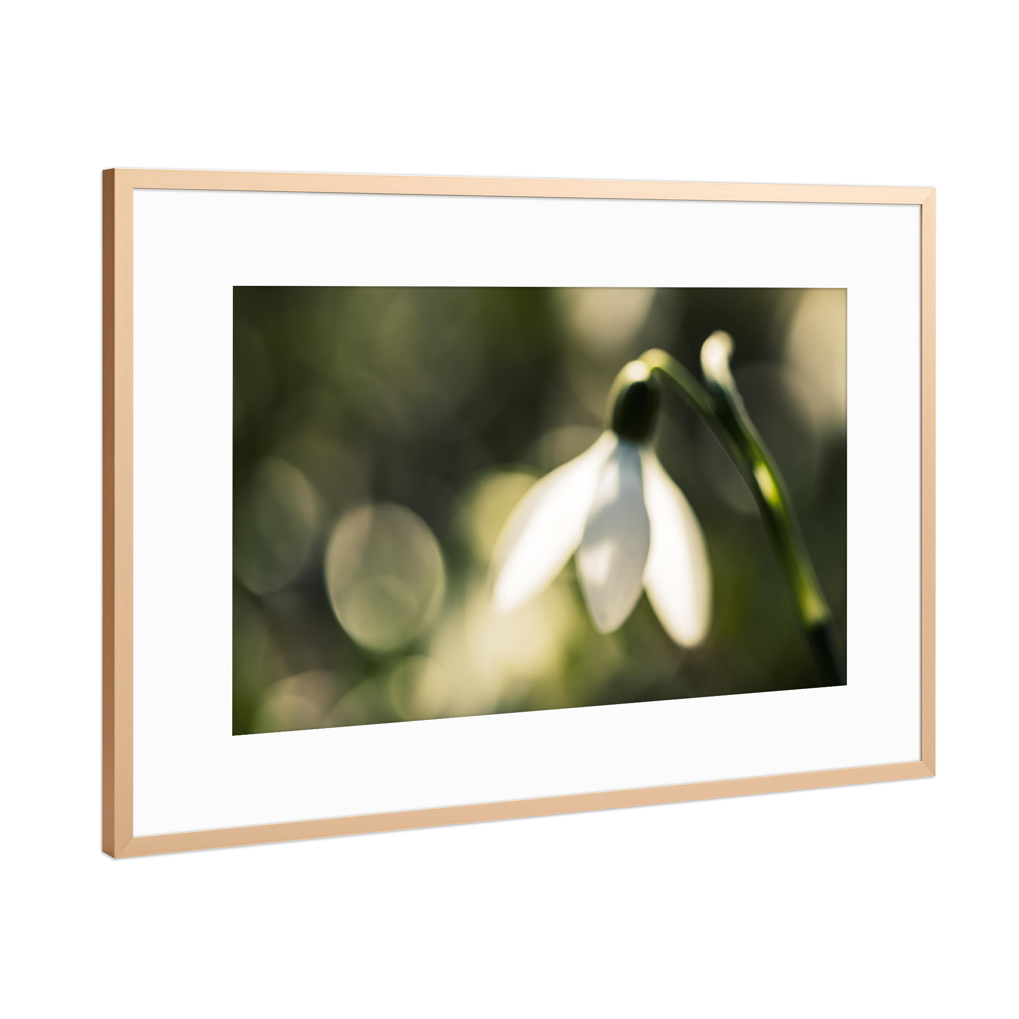 Poster mit Rahmen Kupfer "Glowing Snowdrop" artboxONE - Natur,Floral,Für Mama