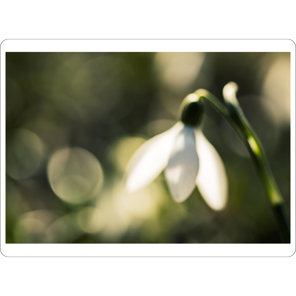 Tischset "Glowing Snowdrop" artboxONE - Natur,Floral,Für Mama