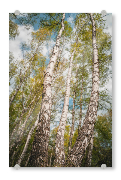 Acrylglasbild "Birken" artboxONE - Natur