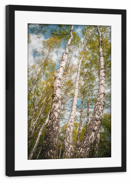 Poster mit Rahmen schwarz "Birken" artboxONE - Natur