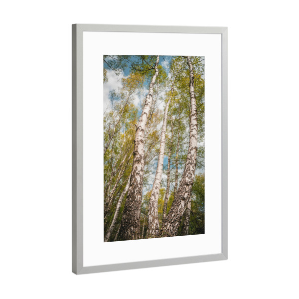 Poster mit Rahmen Silber "Birken" artboxONE - Natur