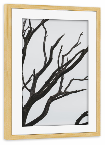Poster mit Rahmen kiefer "Twigs" artboxONE - Natur - Photography,Twigs,Tree,Silhouette,Baum,Natur,Nature,Schwarzweiß,Blackandwhite
