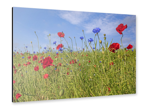 Alu-Dibond "Feldblumen" 30x20 cm artboxONE
