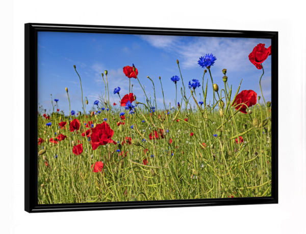 Poster mit schwarzem Rahmen "Feldblumen" artboxONE - Natur,Floral