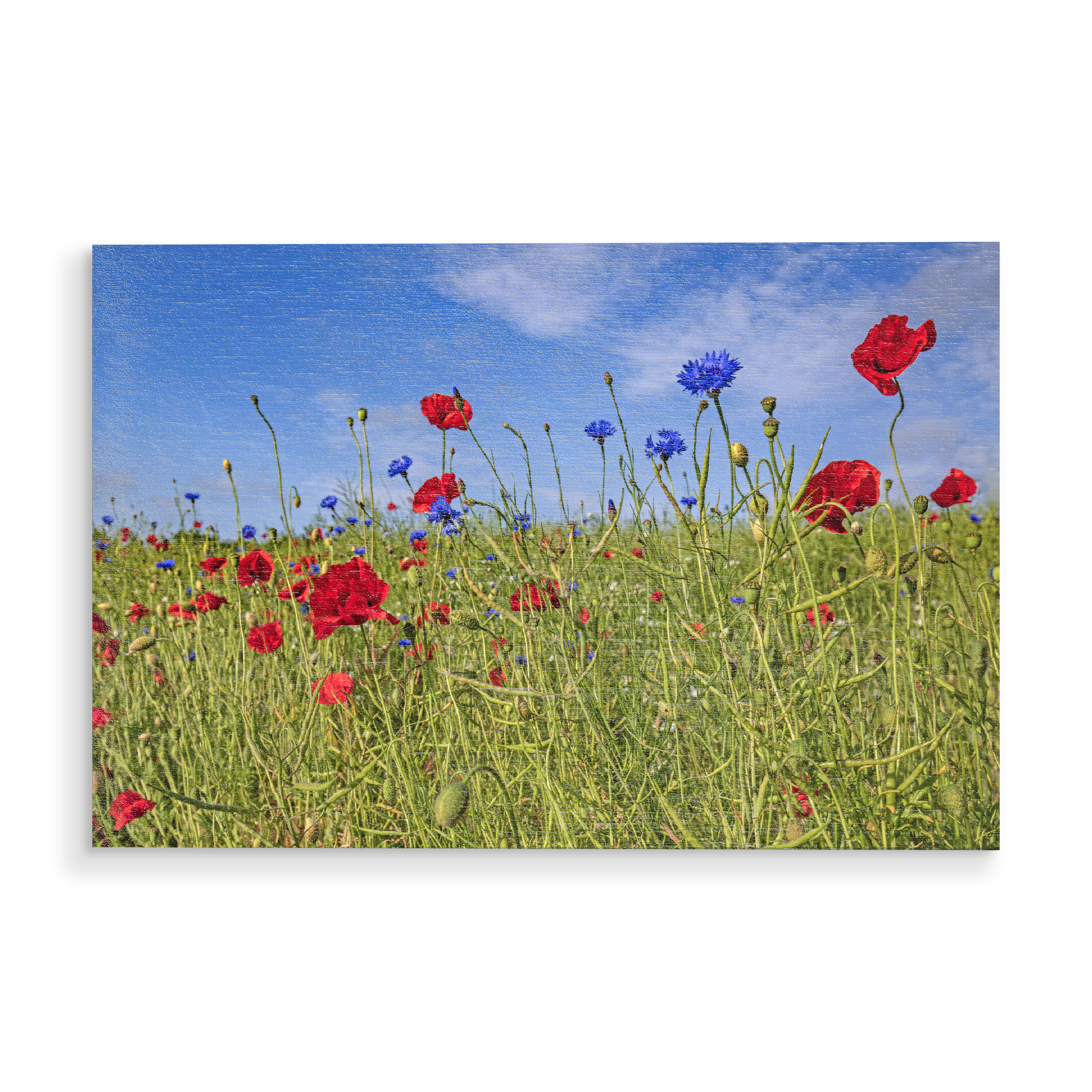 Holzbild "Feldblumen" artboxONE - Natur,Floral