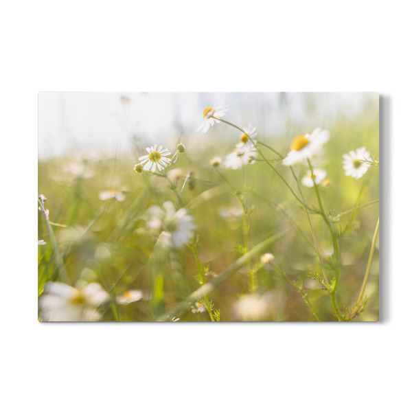 Galerie-Print "Kamille weit und breit" 30x20 cm artboxONE