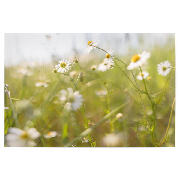 Poster 30x20 cm "Kamille weit und breit" artboxONE - Natur,Floral