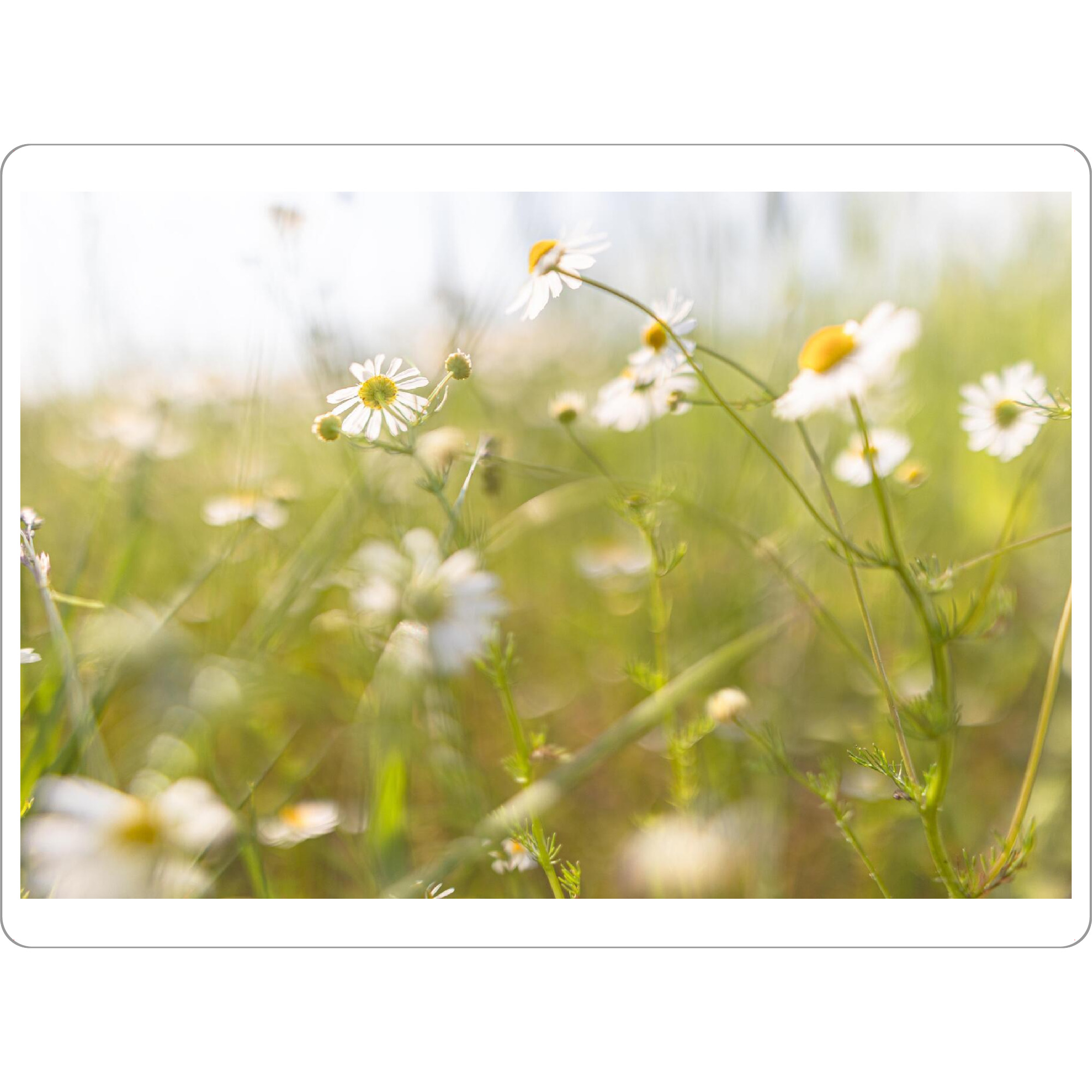 Tischset "Kamille weit und breit" artboxONE - Natur,Floral