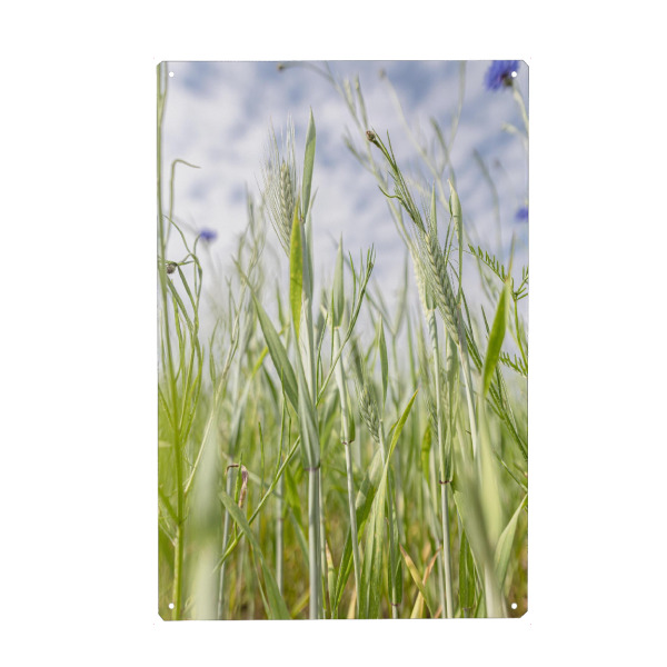 Metall Poster "Getreidefeld" artboxONE - Natur,Floral - Getreide,Acker,Grün,Natur,Nature,Blumen,Flowers,Field,Feld,Green - Blechschild