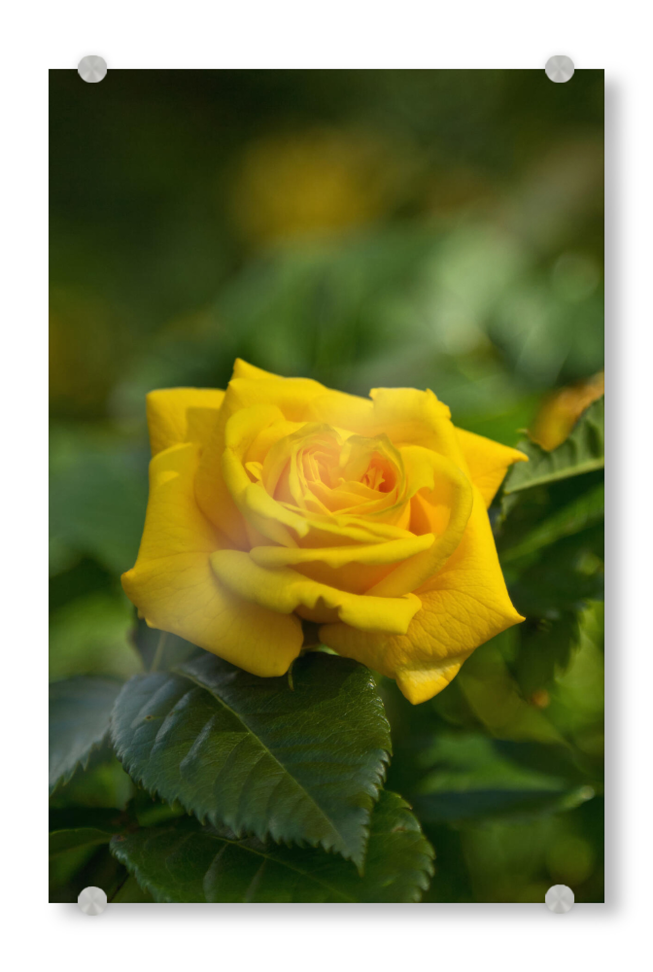 Acrylglasbild "Gelbe Rose" artboxONE - Natur,Floral - Nahaufnahme,Makro,Natur,Nahansicht,Blume,Frühling,Bokeh,Frühlingsblumen,Close up,Garten,Rose