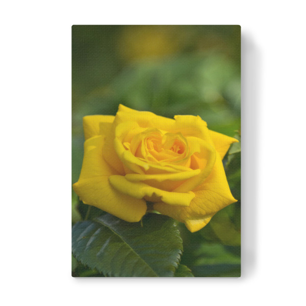 Leinwandbild "Gelbe Rose" artboxONE - Natur,Floral - Nahaufnahme,Makro,Natur,Nahansicht,Blume,Frühling,Bokeh,Frühlingsblumen,Close up,Garten,Rose